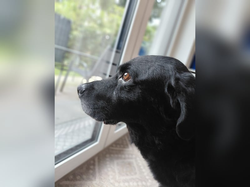 Elias, liebevoller Herzenshund, ca. 13 Jahre, ca. 55cm, ca. 25 kg *in 64287 Darmstadt*