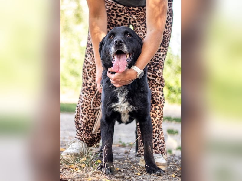 Elias, liebevoller Herzenshund, ca. 12 Jahre, ca. 55cm, ca. 25 kg