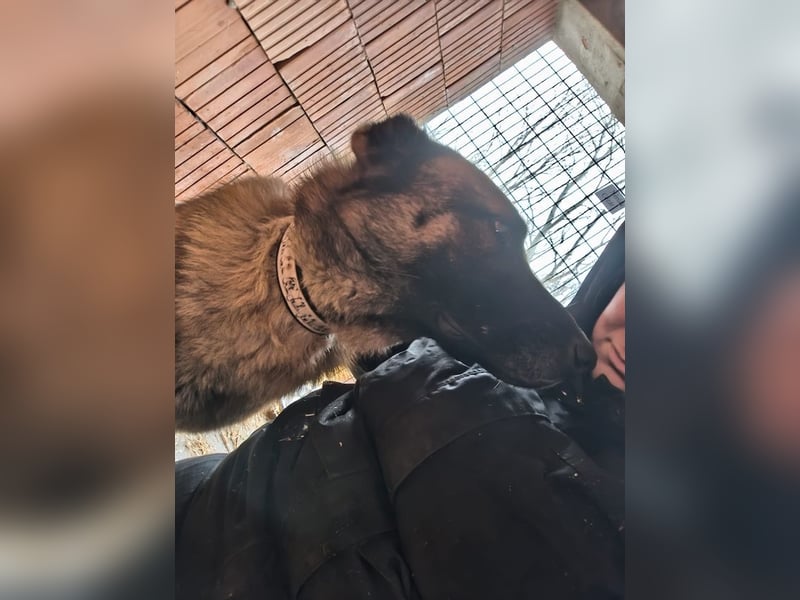 Pumba, feinfühliger Schäferhund(mix), ca. 8 Jahre, ca. 60 cm, ca. 28 kg