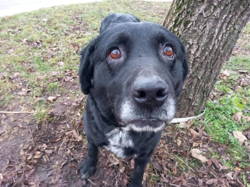 Elias, liebevoller Herzenshund, ca. 12 Jahre, ca. 55cm, ca. 25 kg