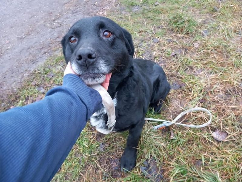 Elias, liebevoller Herzenshund, ca. 12 Jahre, ca. 55cm, ca. 25 kg