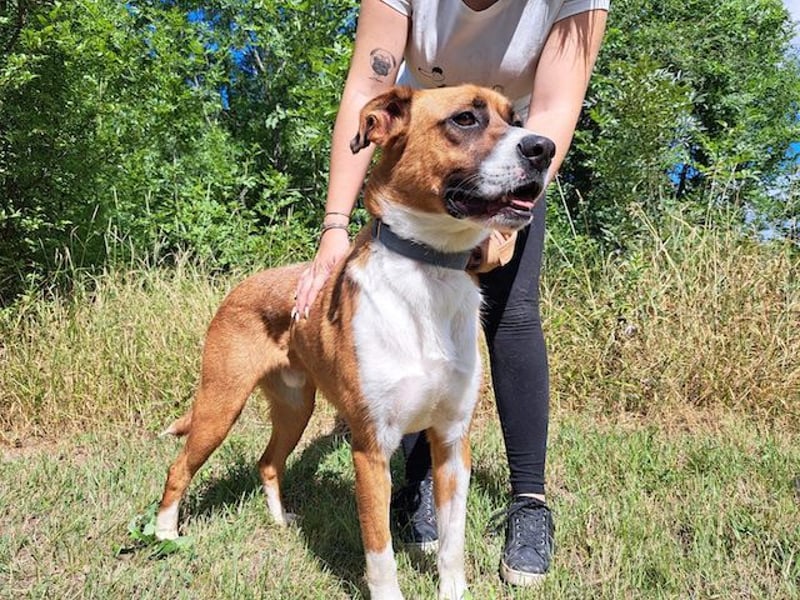 Mister Berci, offener Knuddelbär, ca. 1 Jahr, ca. 58 cm, ca. 23 kg *in 81679 München*