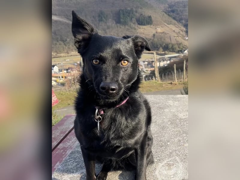 Ellie, sportliche Hündin, 5 Jahre, ca.52 cm *in 57339 Erndtebrück*