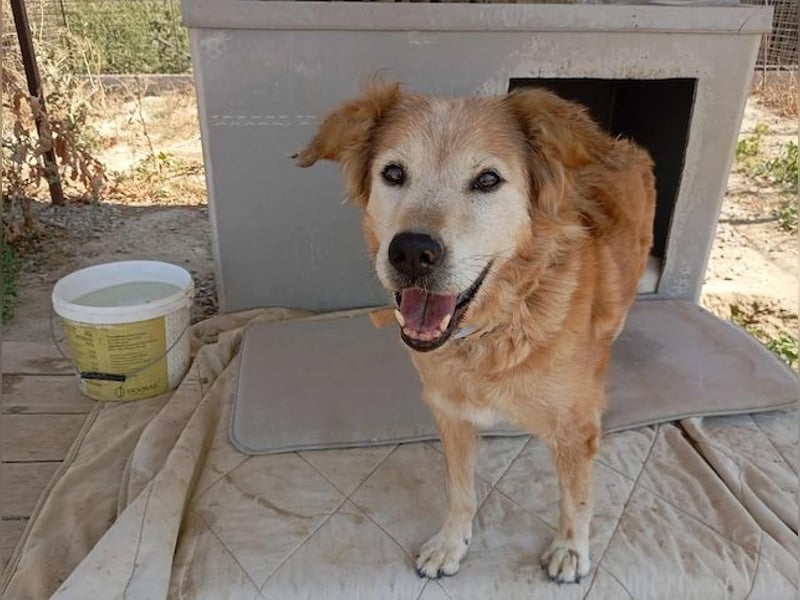 Laourita, tapfere Hundeomi, ca. 11 Jahre, ca. 56 cm, ca. 22 kg