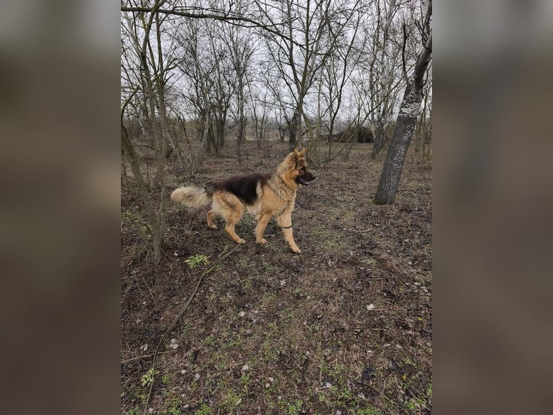 Maci, charmanter Schäferhund(mix), ca. 1 Jahr, ca. 60cm, ca. 30 kg