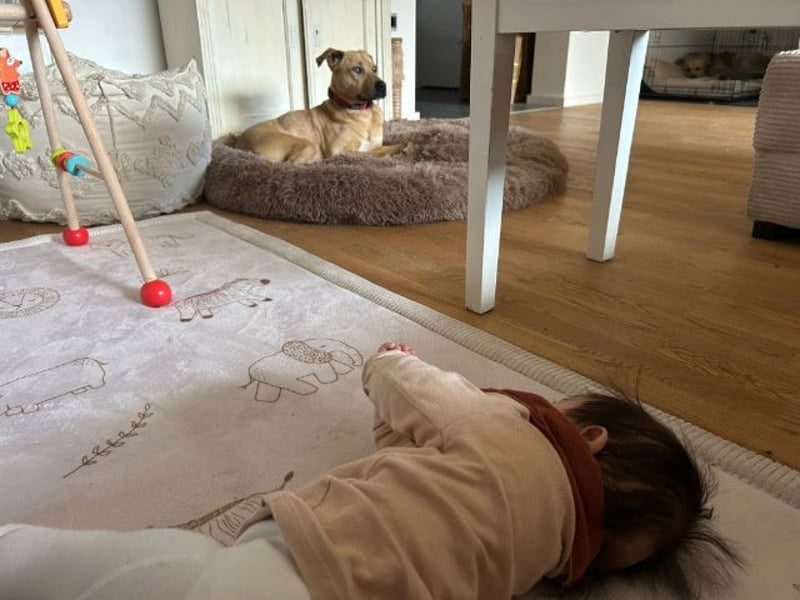 Taco, liebevoller Familienhund, ca. 2 Jahre, ca. 55cm, ca. 24 kg *88131 Lindau*