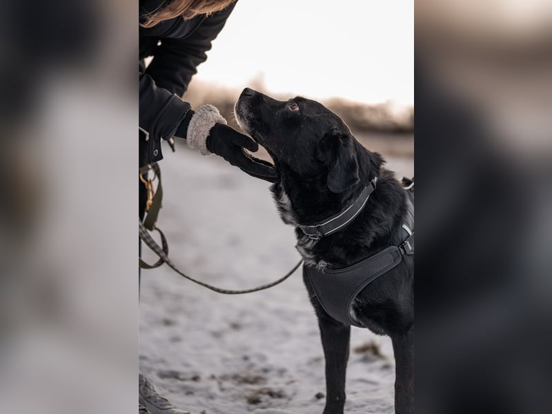 Elias, liebevoller Herzenshund, ca. 13 Jahre, ca. 55cm, ca. 25 kg *in 64287 Darmstadt*