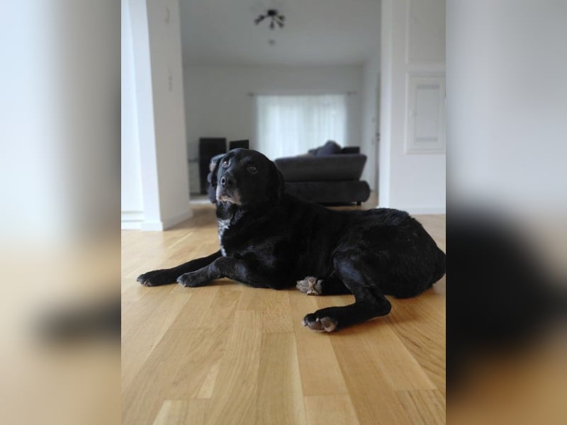 Elias, liebevoller Herzenshund, ca. 13 Jahre, ca. 55cm, ca. 25 kg *in 64287 Darmstadt*