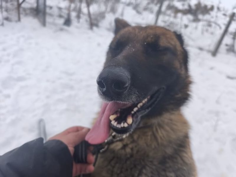 Pumba, feinfühliger Schäferhund(mix), ca. 8 Jahre, ca. 60 cm, ca. 28 kg