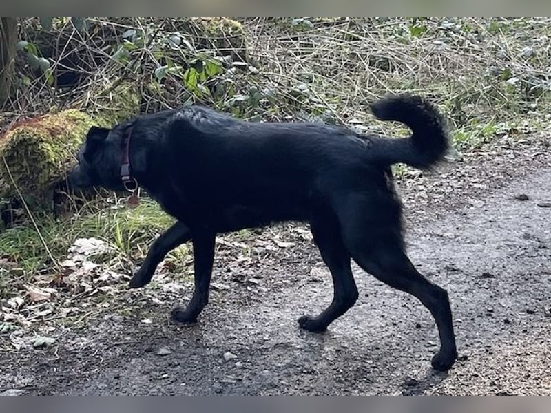 Ellie, sportliche Hündin, 5 Jahre, ca.52 cm *in 57339 Erndtebrück*