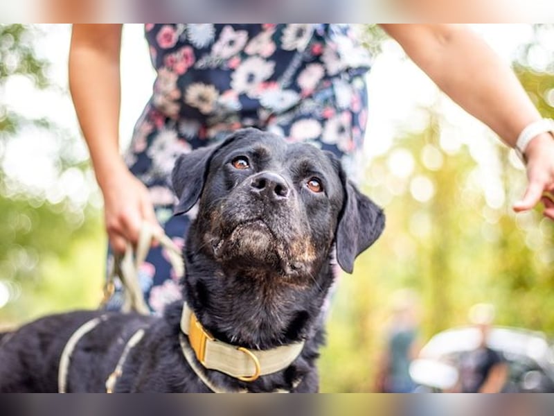 Jasmina, schwarze Schönheit, ca. 6 Jahre, ca. 56 cm, ca. 28 kg