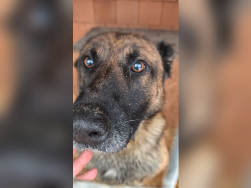 Pumba, feinfühliger Schäferhund(mix), ca. 8 Jahre, ca. 60 cm, ca. 28 kg