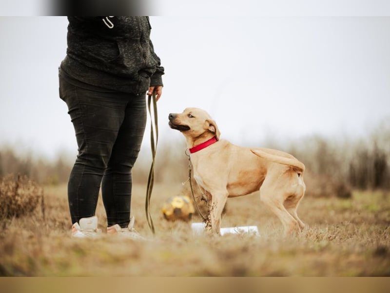 Billy, fröhlicher Wirbelwind, ca. 1 Jahr, ca. 55cm, ca. 23kg