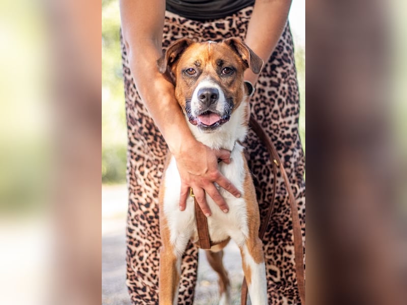 Mister Berci, offener Knuddelbär, ca. 1 Jahr, ca. 58 cm, ca. 23 kg *in 81679 München*