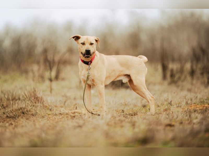 Billy, fröhlicher Wirbelwind, ca. 1 Jahr, ca. 55cm, ca. 23kg