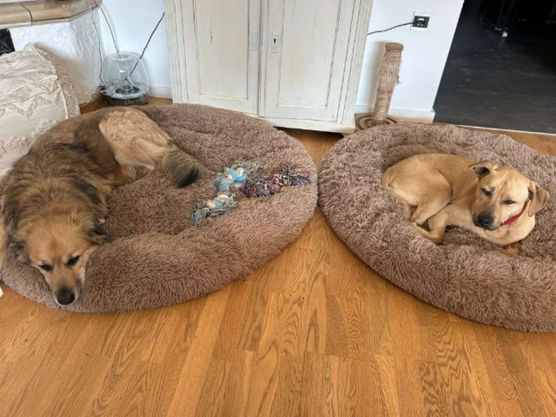 Taco, liebevoller Familienhund, ca. 2 Jahre, ca. 55cm, ca. 24 kg *88131 Lindau*