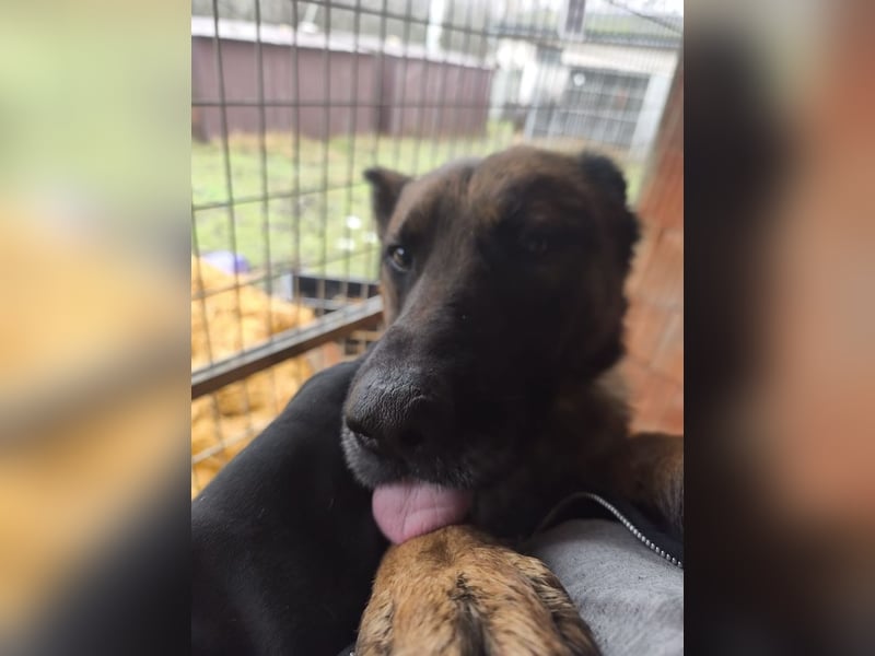 Pumba, feinfühliger Schäferhund(mix), ca. 8 Jahre, ca. 60 cm, ca. 28 kg