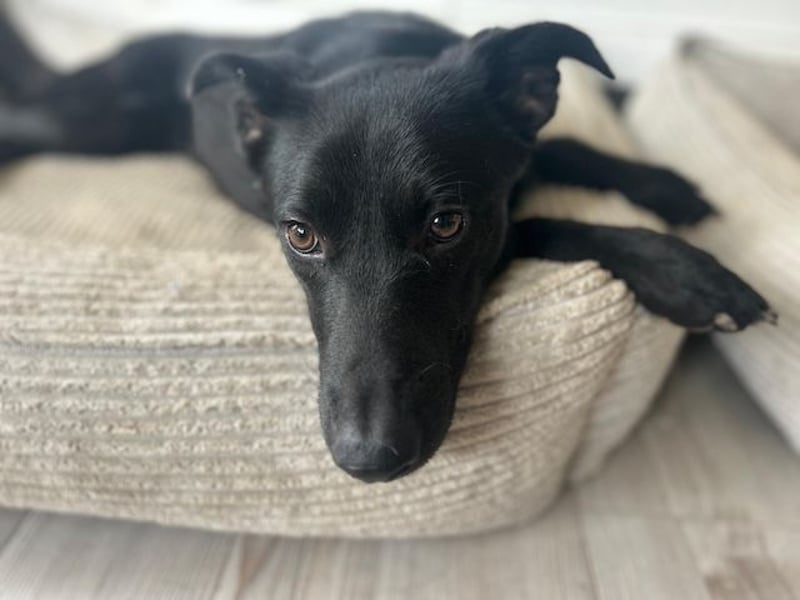 Babsi, stubenreiner Quatschkopf, ca 1 Jahr, ca 52 cm, ca. 12 kg *in 85591 Vaterstetten*