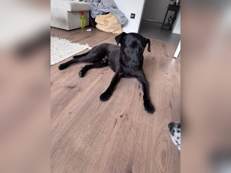 Mr. Néró, stubenreiner Traumhund , ca. 5 Jahre, ca. 52 cm, ca. 16 kg *in 82346 Andechs*