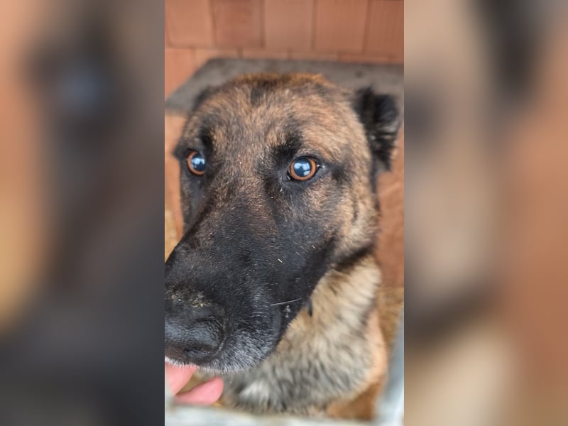 Pumba, feinfühliger Schäferhund(mix), ca. 8 Jahre, ca. 60 cm, ca. 28 kg