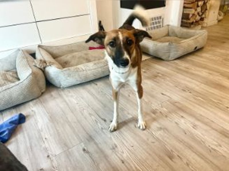 Juno, vorsichtige Hündin ca. 10 Monate, ca. 52 cm, ca. 17 kg *in 85591 Vaterstetten*