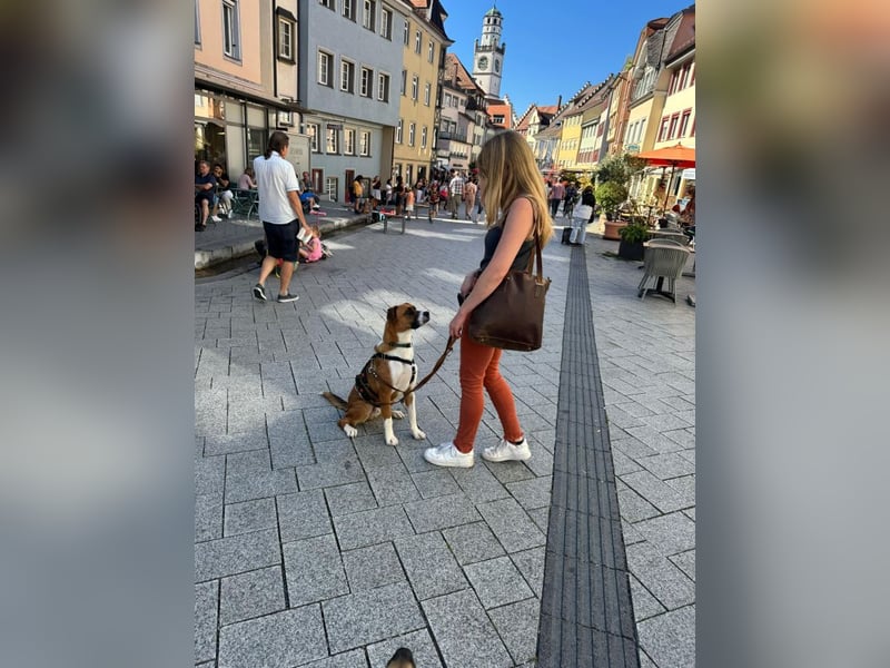 Mister Berci, offener Knuddelbär, ca. 1 Jahr, ca. 58 cm, ca. 23 kg *in 81679 München*