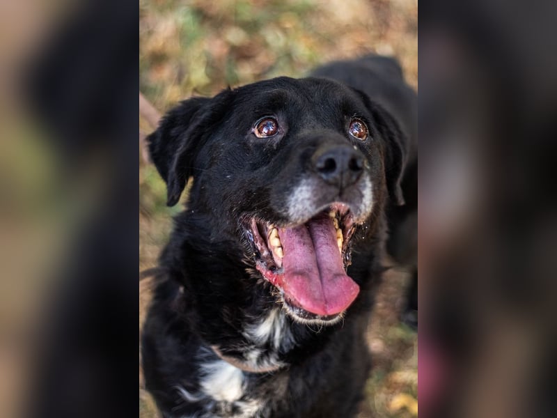 Elias, liebevoller Herzenshund, ca. 12 Jahre, ca. 55cm, ca. 25 kg