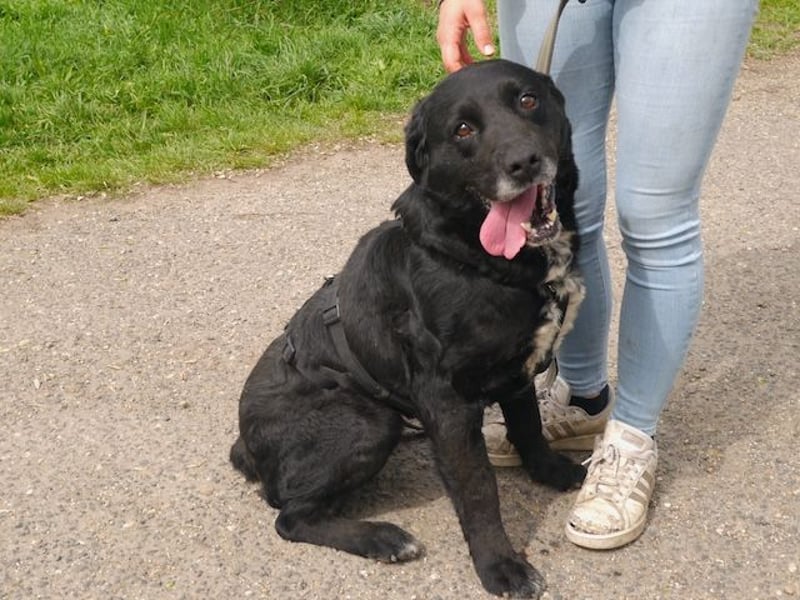 Elias, liebevoller Herzenshund, ca. 12 Jahre, ca. 55cm, ca. 25 kg