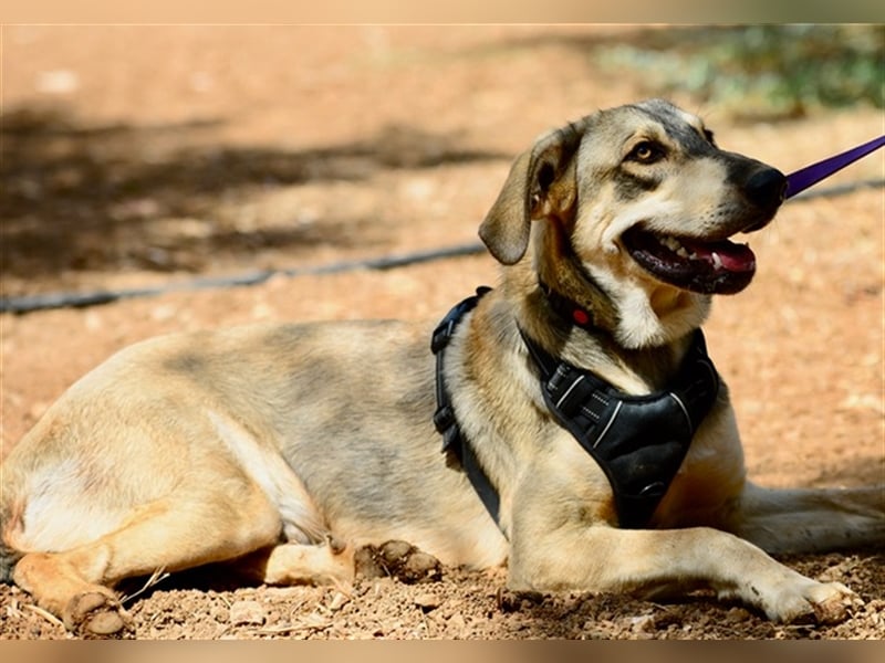 Grinias, stattlicher Kuschelbär, ca. 10 Monate