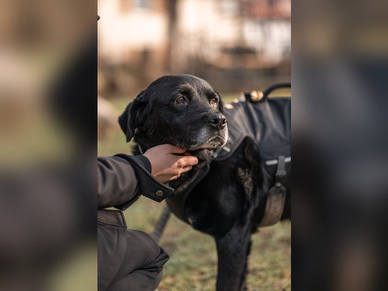 Elias, liebevoller Herzenshund, ca. 13 Jahre, ca. 55cm, ca. 25 kg *in 64287 Darmstadt*