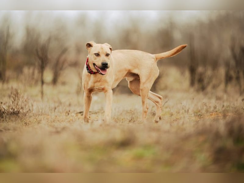 Billy, fröhlicher Wirbelwind, ca. 1 Jahr, ca. 55cm, ca. 23kg