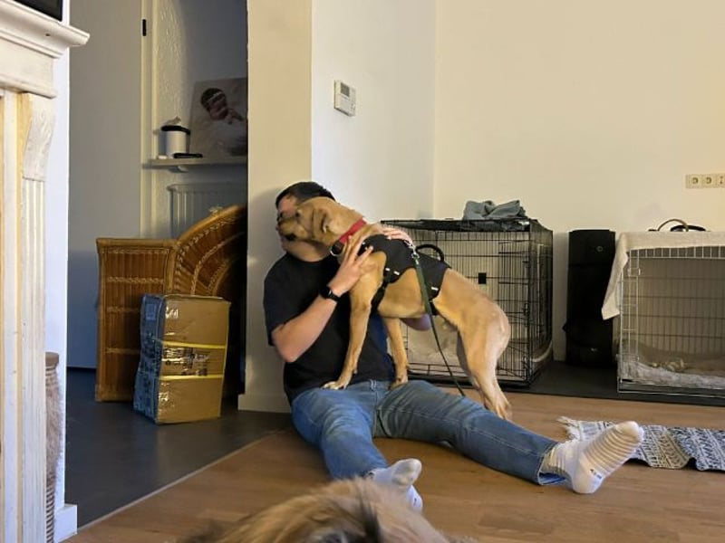 Taco, liebevoller Familienhund, ca. 2 Jahre, ca. 55cm, ca. 24 kg *88131 Lindau*