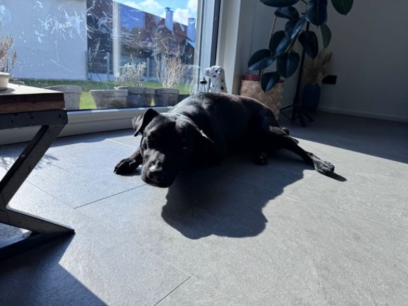 Mr. Néró, stubenreiner Traumhund , ca. 5 Jahre, ca. 52 cm, ca. 16 kg *in 82346 Andechs*