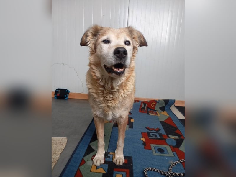 Laourita, tapfere Hundeomi, ca. 11 Jahre, ca. 56 cm, ca. 22 kg