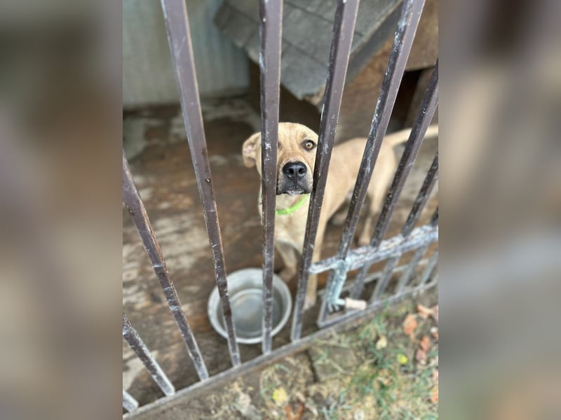 Billy, fröhlicher Wirbelwind, ca. 1 Jahr, ca. 55cm, ca. 23kg