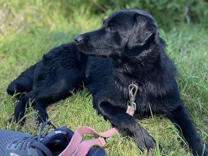 Ellie, sportliche Hündin, 5 Jahre, ca.52 cm *in 57339 Erndtebrück*