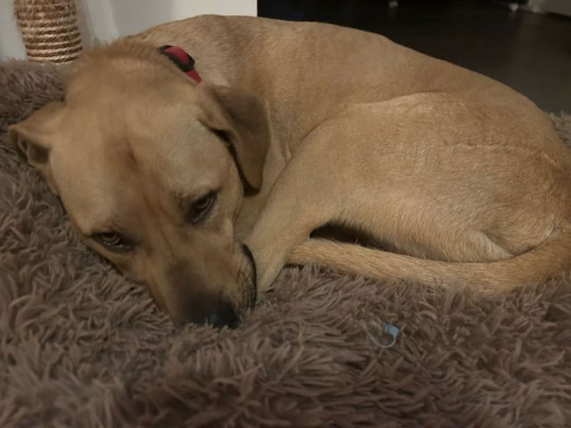 Taco, liebevoller Familienhund, ca. 2 Jahre, ca. 55cm, ca. 24 kg *88131 Lindau*