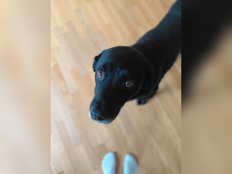 Elias, liebevoller Herzenshund, ca. 13 Jahre, ca. 55cm, ca. 25 kg *in 64287 Darmstadt*