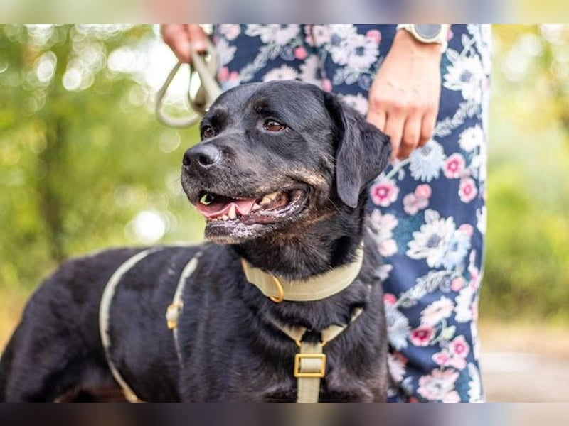 Jasmina, schwarze Schönheit, ca. 6 Jahre, ca. 56 cm, ca. 28 kg