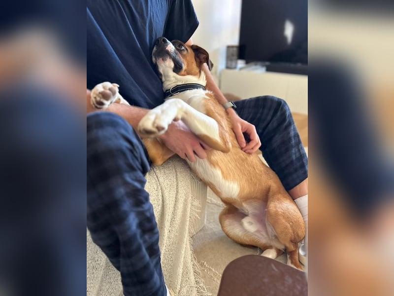 Mister Berci, offener Knuddelbär, ca. 1 Jahr, ca. 58 cm, ca. 23 kg *in 81679 München*