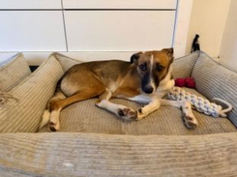 Juno, vorsichtige Hündin ca. 10 Monate, ca. 52 cm, ca. 17 kg *in 85591 Vaterstetten*