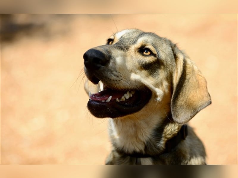 Grinias, stattlicher Kuschelbär, ca. 10 Monate