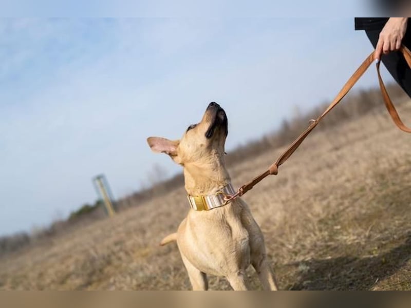 Billy, fröhlicher Wirbelwind, ca. 1 Jahr, ca. 55cm, ca. 23kg