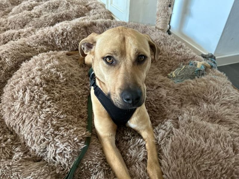 Taco, liebevoller Familienhund, ca. 2 Jahre, ca. 55cm, ca. 24 kg *88131 Lindau*