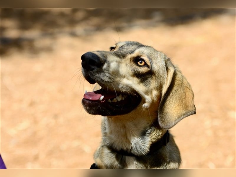 Grinias, stattlicher Kuschelbär, ca. 10 Monate