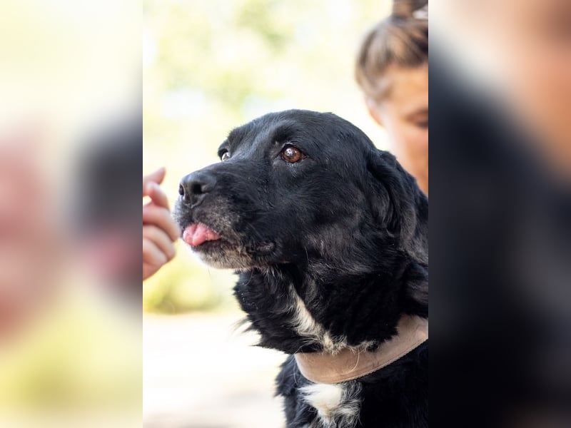 Elias, liebevoller Herzenshund, ca. 12 Jahre, ca. 55cm, ca. 25 kg