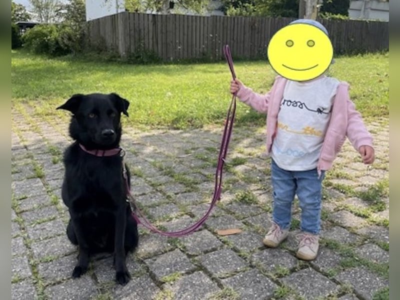 Ellie, sportliche Hündin, 5 Jahre, ca.52 cm *in 57339 Erndtebrück*