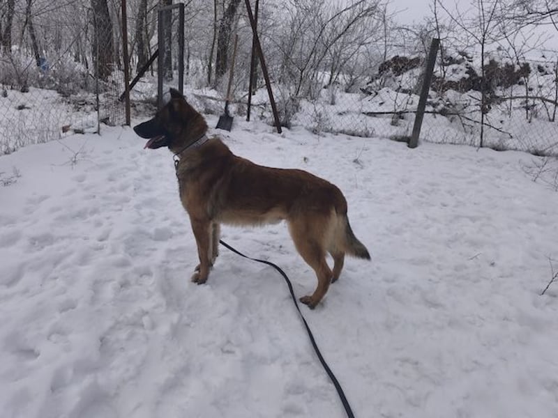 Pumba, feinfühliger Schäferhund(mix), ca. 8 Jahre, ca. 60 cm, ca. 28 kg