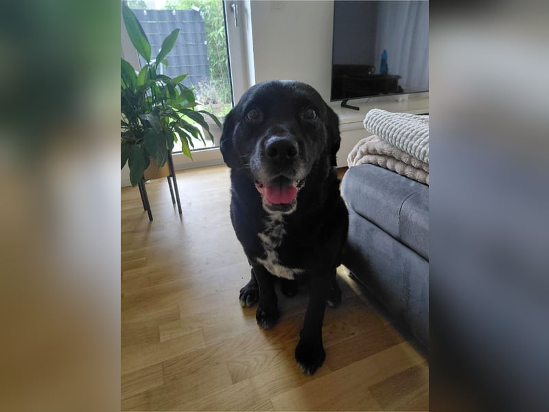 Elias, liebevoller Herzenshund, ca. 13 Jahre, ca. 55cm, ca. 25 kg *in 64287 Darmstadt*