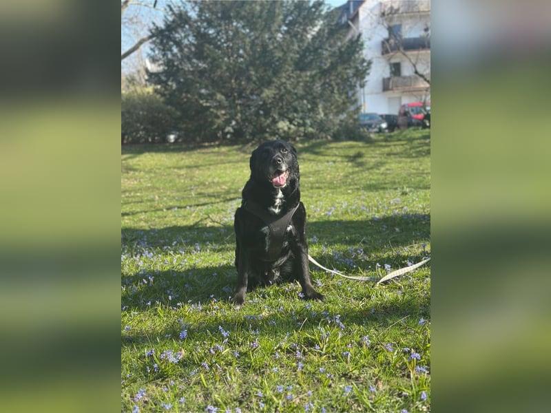 Elias, liebevoller Herzenshund, ca. 13 Jahre, ca. 55cm, ca. 25 kg *in 64287 Darmstadt*